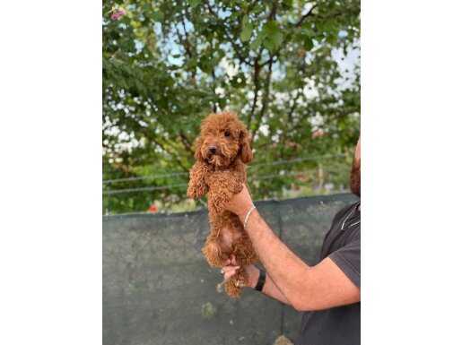 8 aylık dişi toy poodle 