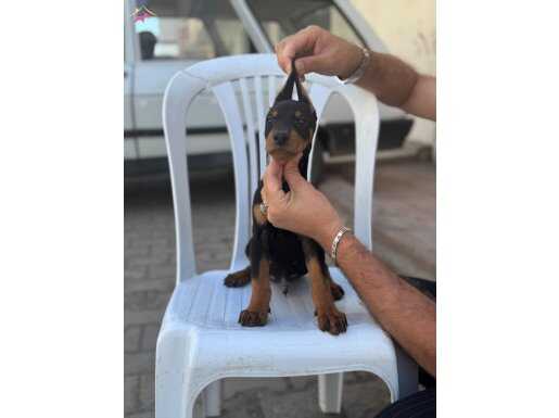 Safkan Doberman yavrular 
