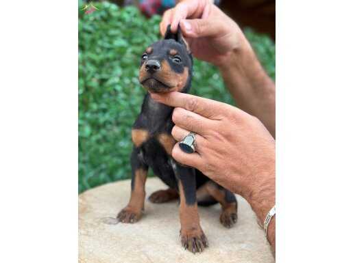 Doberman yavrularımız kuyruk estetikli 