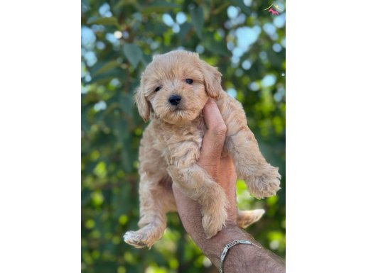 Orjinal maltipo bebekler 