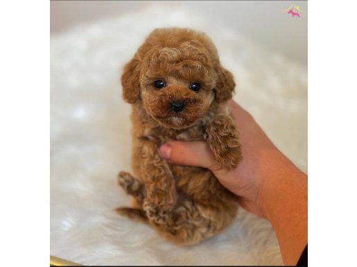 Core toy poodle bebekler 