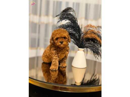 Core toy poodle bebekler 