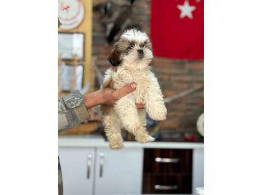  yavru shitzu Core bebek 