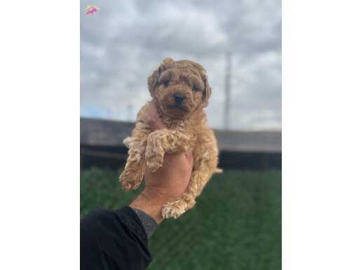Toy poodle bebek