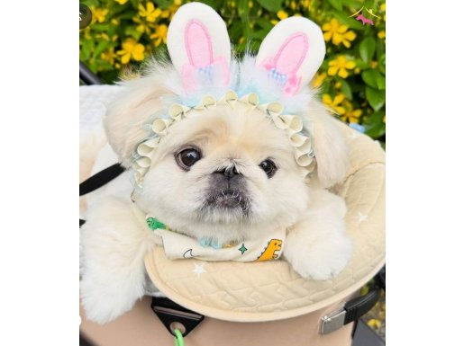 Orjinal Core pekinez