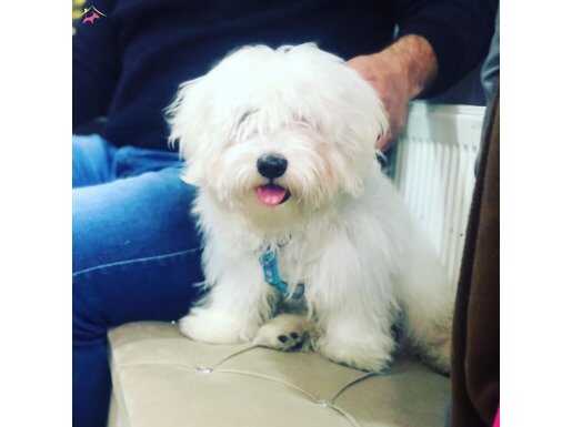 Türkiyenin en güzel Maltese Terrier bebekleri