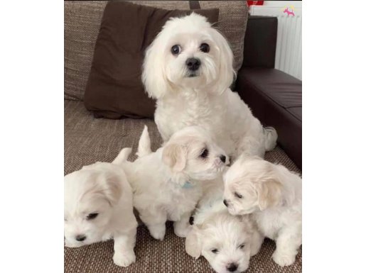 Türkiyenin en güzel Maltese bebekleri 