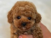 Core toy poodle bebekler 