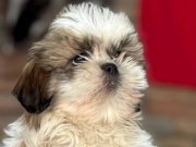  yavru shitzu Core bebek 