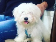 Türkiyenin en güzel Maltese Terrier bebekleri