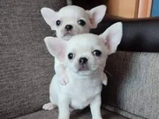 Türkiye’nin en güzel elma kafa chihuahua yavruları 