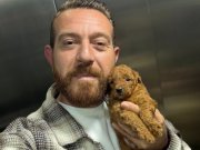 Türkiye’nin en güzel Toy Poodle yavruları 