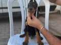 Safkan Doberman yavrular 