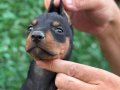 Doberman yavrularımız kuyruk estetikli 