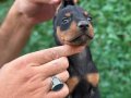 Orjinal kuyruk estetikli Doberman özel fiyat 