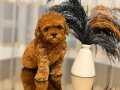Core toy poodle bebekler 