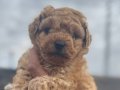 Toy poodle bebek