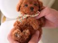 HipoAlerjik Türkiyenin en güzel Kore  poodle bebekleri