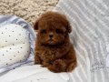 HipoAlerjik Türkiyenin en güzel Kore  poodle bebekleri