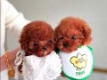 HipoAlerjik Türkiyenin en güzel Kore  poodle bebekleri