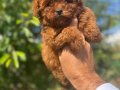 Core teacup toy poodle kg garantili 