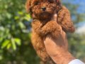 Core teacup toy poodle kg garantili 