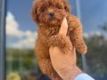 Core teacup toy poodle kg garantili 