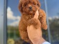 Core teacup toy poodle kg garantili 