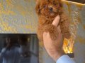 Core teacup toy poodle kg garantili 