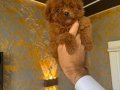 Core teacup toy poodle kg garantili 