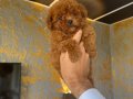 Core teacup toy poodle kg garantili 