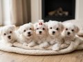 Core Tecup Maltese bebekler 