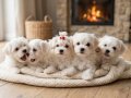 Core Tecup Maltese bebekler 