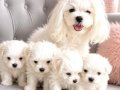 Core Tecup Maltese bebekler 