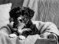Core morkie bebekler teacup 