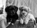 Core morkie bebekler teacup 