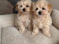 Türkiye’nin en güzel core Maltipo bebekleri 