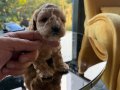 Türkiye’nin en güzel Toy Poodle yavruları 