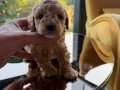 Türkiye’nin en güzel Toy Poodle yavruları 