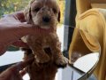 Türkiye’nin en güzel Toy Poodle yavruları 