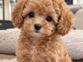Türkiye’nin en güzel core toy Poodle bebekleri 