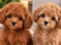 Türkiye’nin en güzel core toy Poodle bebekleri 