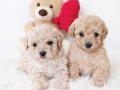 En güzel Maltipoo bebekleri