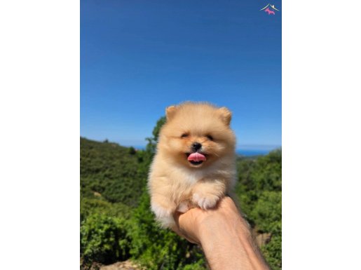 XX SMALL MİNİ BOY AYI SURAT POMERANİAN YAVRU