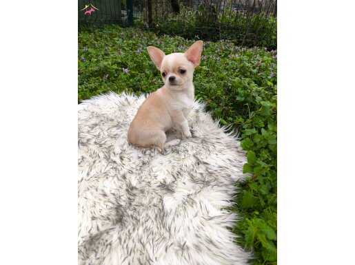 XX SMALL TECAUP ELMA KAFA KÜT BURUN MÜKEMMEL ERKEK YAVRU