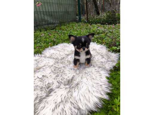 XX SMALL MİKRO TEACUP MÜKEMMEL ANATOMİ ERKEK YAVRU