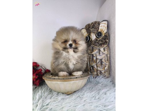 ÜST KALİTE AYI SURAT POMERANİAN BOO