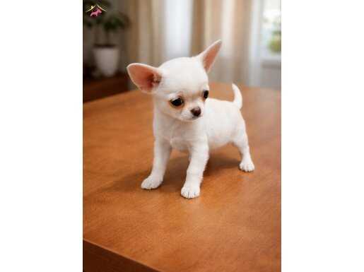 MİKRO TEACUP MÜKEMMEL ANATOMİ PRENS VE PRENSESLER