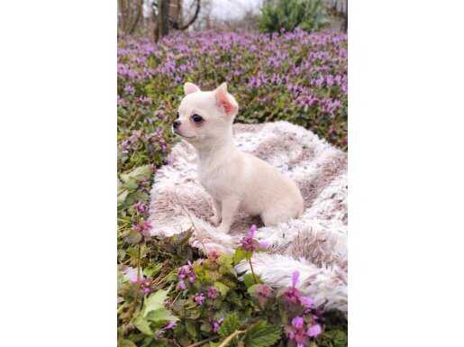 MİKRO TEACUP XX SMAL ELMA KAFA KÜT BURUN DİŞİ-ERKEK YAVRULAR