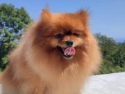 ÜST DÜZEY YETİŞKİN POMERANİAN BOOO